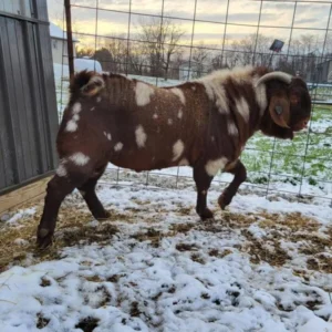 Buck Boer Goats