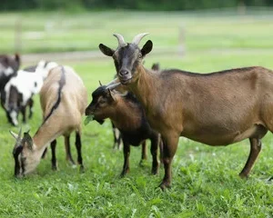 Alpine Goats