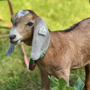 Nubian Goats