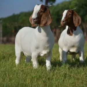 Boer Goats