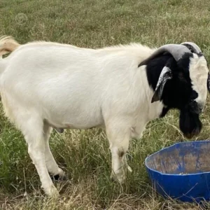 1 Full Blood Boer – Bucks